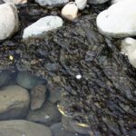 CORANZ, Council of Outdoor Recreation Associations of NZ