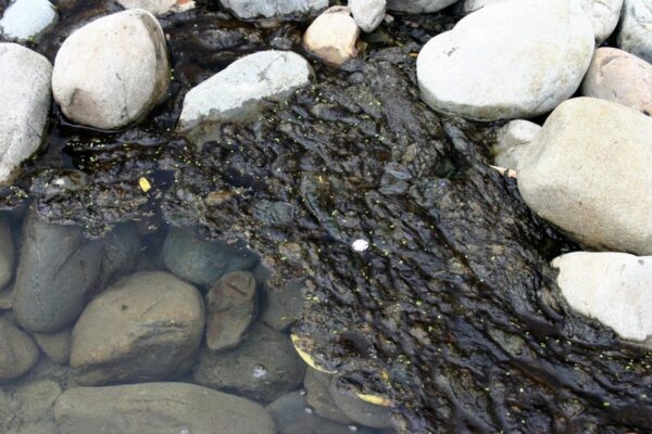 CORANZ, Council of Outdoor Recreation Associations of NZ