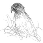 CORANZ, Council of Outdoor Recreation Associations of NZ