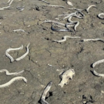 CORANZ, Council of Outdoor Recreation Associations of NZ