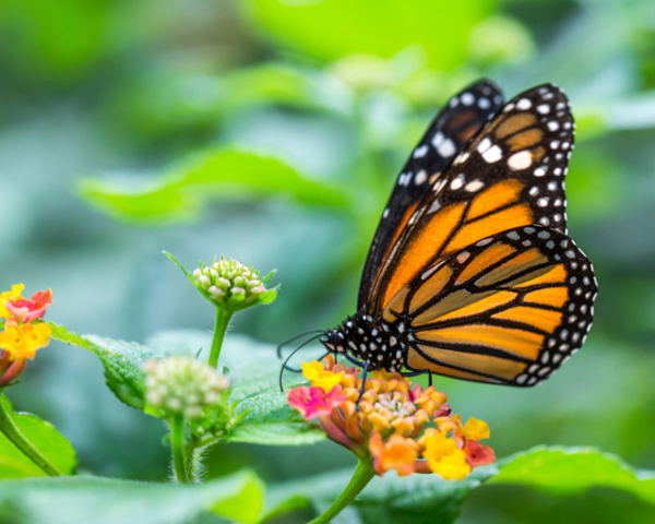 CORANZ, Council of Outdoor Recreation Associations of NZ