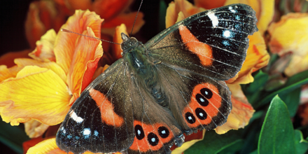 CORANZ, Council of Outdoor Recreation Associations of NZ