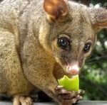 CORANZ, Council of Outdoor Recreation Associations of NZ