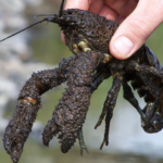 CORANZ, Council of Outdoor Recreation Associations of NZ