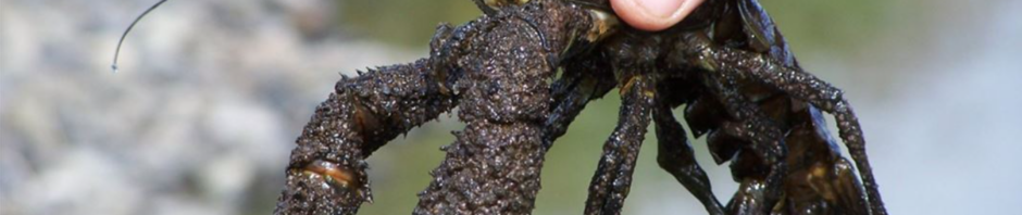 CORANZ, Council of Outdoor Recreation Associations of NZ