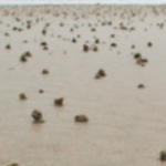 CORANZ, Council of Outdoor Recreation Associations of NZ