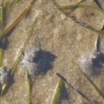 CORANZ, Council of Outdoor Recreation Associations of NZ