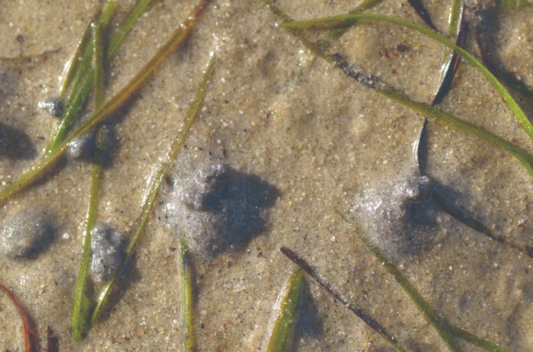 CORANZ, Council of Outdoor Recreation Associations of NZ