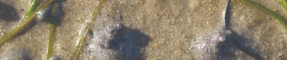 CORANZ, Council of Outdoor Recreation Associations of NZ