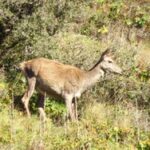 CORANZ, Council of Outdoor Recreation Associations of NZ