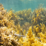 CORANZ, Council of Outdoor Recreation Associations of NZ
