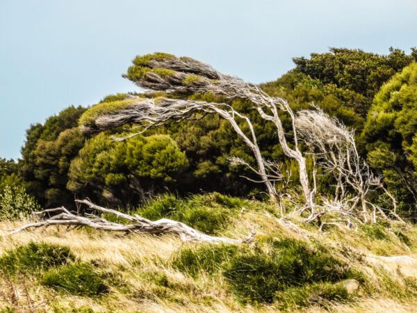 CORANZ, Council of Outdoor Recreation Associations of NZ