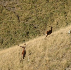IMG_2322.jpeg