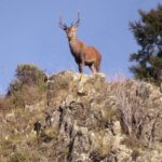 CORANZ, Council of Outdoor Recreation Associations of NZ