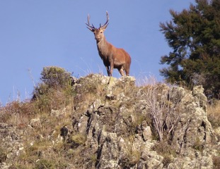 IMG_2341.jpeg