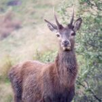 CORANZ, Council of Outdoor Recreation Associations of NZ