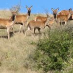 CORANZ, Council of Outdoor Recreation Associations of NZ